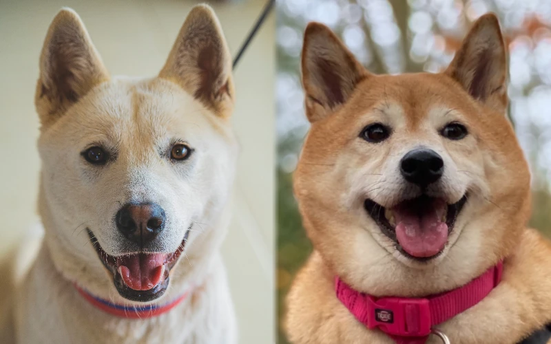 You are currently viewing Jindo Akita Mix: изображения, руководство, информация и уход