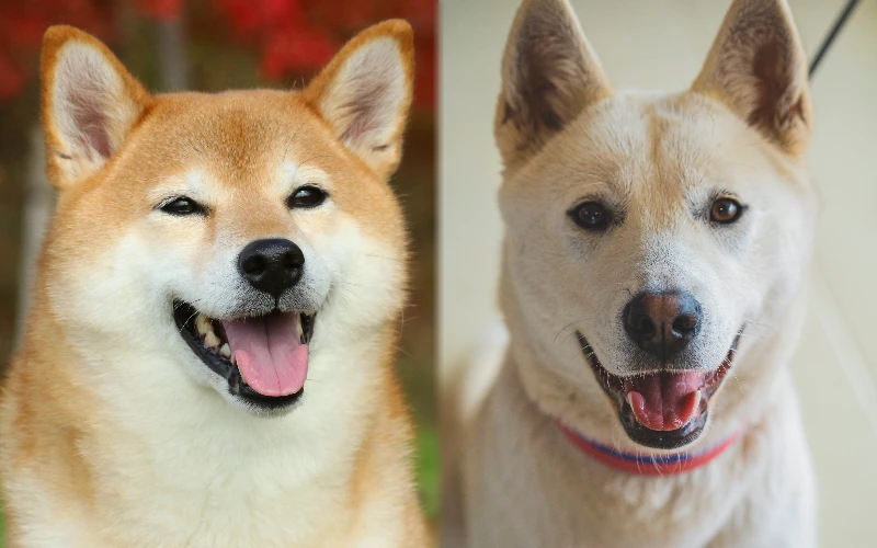 You are currently viewing Shiba Jindo Mix: изображения, руководство, информация и уход