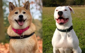 Read more about the article Акита Питбуль (Akita Pitbull Mix): изображения, руководство, информация и уход