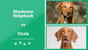 Read more about the article Родезийский риджбек против Визслы: основные различия (с изображениями)