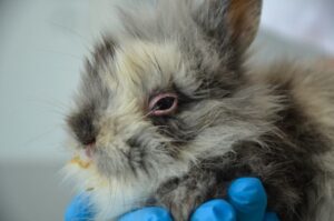 Read more about the article Почему у кроликов красные глаза? 7 возможных причин