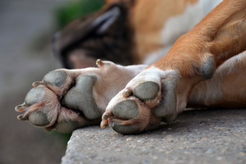 You are currently viewing Почему собаки скрещивают лапы: 6 вероятных причин