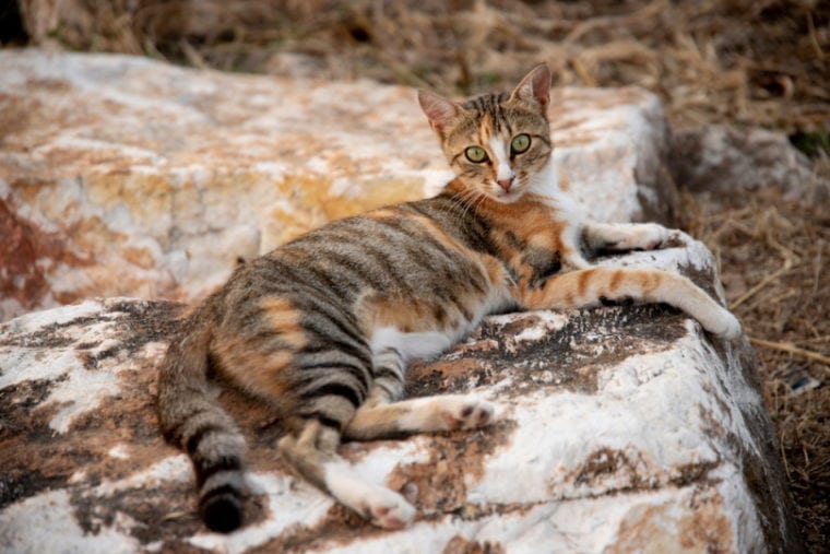 Кот Сококе лежит на камне