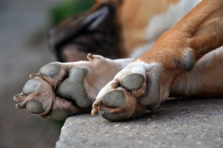 Спящая собака со скрещенными лапами