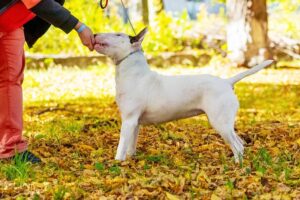 Read more about the article Как стать тренером собак-поводырей: 7 важных шагов