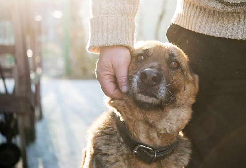 You are currently viewing Clear the Shelters 2023: что это такое и как принять участие