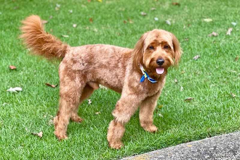 Абрикосовая собака Goldendoodle стоит на лужайке