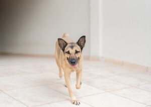 Read more about the article Собака шагает по ночам: 10 проверенных ветеринарами причин и как помочь