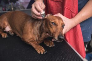 Read more about the article Как чистить уши таксе: одобренное ветеринаром руководство