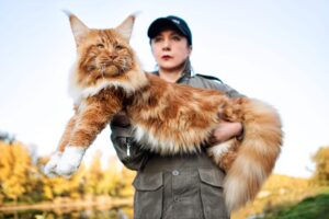 Read more about the article Кто самый большой кот в мире?  Обновление рекордов 2023 года