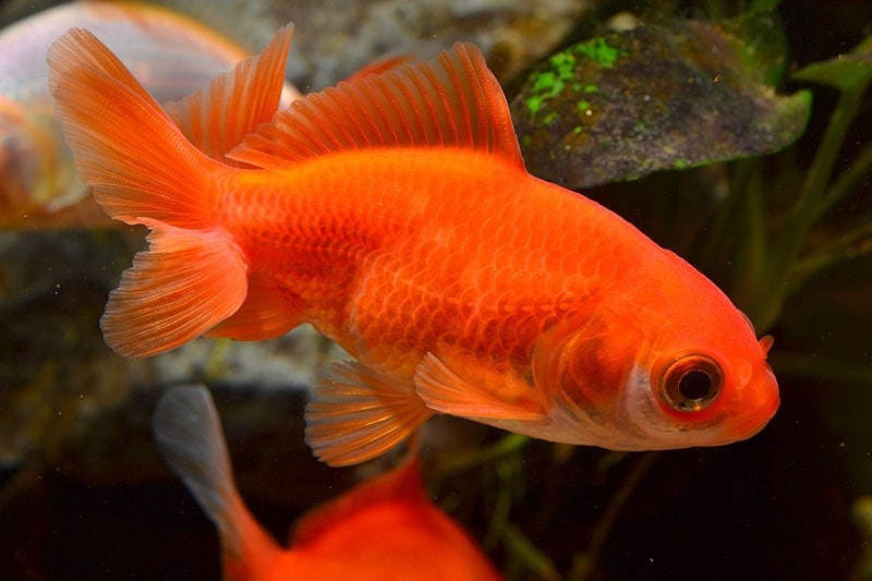 Read more about the article Почему ваша рыба не ест: 6 причин, проверенных ветеринаром