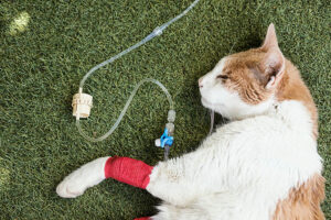 Read more about the article Эндокринная система кошек 101: наш ветеринар объясняет