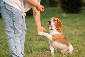 Read more about the article Как увлажнить лапы собаки: 4 совета, одобренных ветеринарами