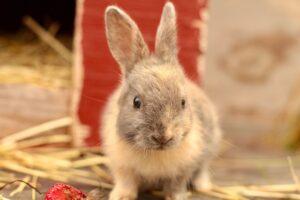 Read more about the article Обладают ли кролики хорошим обонянием? Увлекательные факты