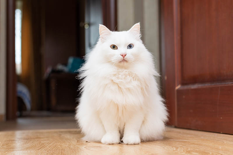 Кот кефир мейн. Turkish Angora Cat. Angora Cat. Кошки маленькие породистые бенгальские.