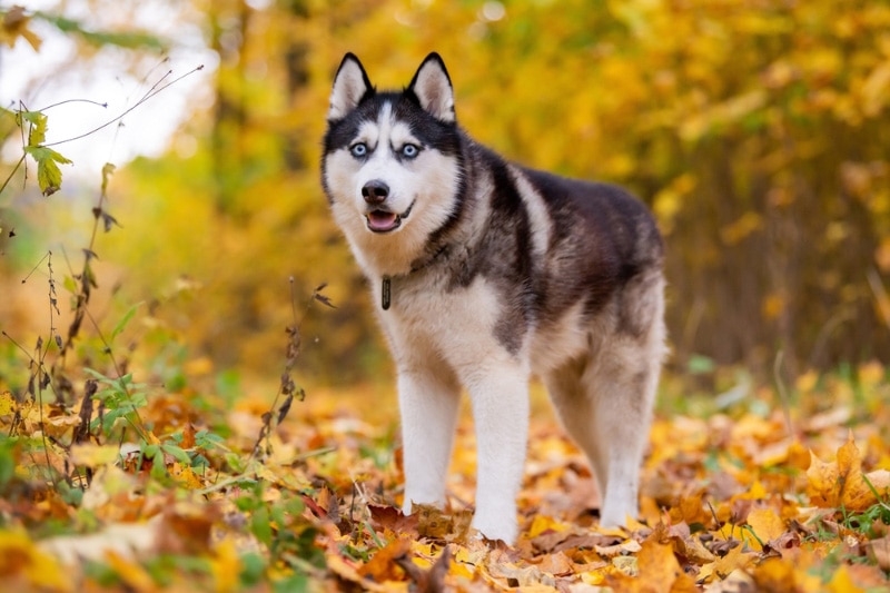 Read more about the article 10 самых популярных пород собак в Иллинойсе: обновлено в 2023 г. (с изображениями)