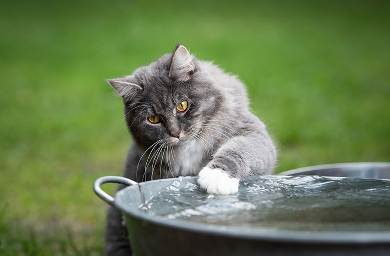 Голубой полосатый кот мейн-кун играет с водой в металлической миске