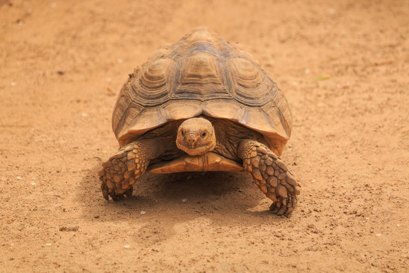 Черепаха Sulcata ходит по земле