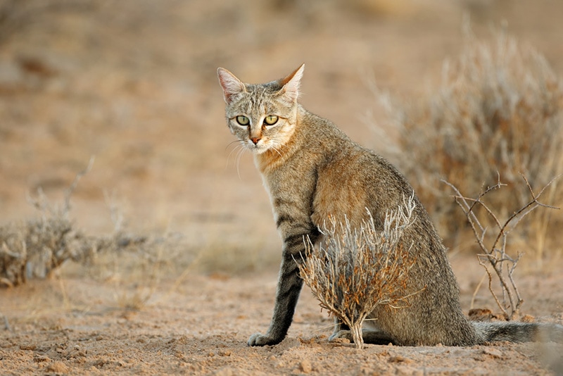 Африканская дикая кошка (Felis silvestris lybica)