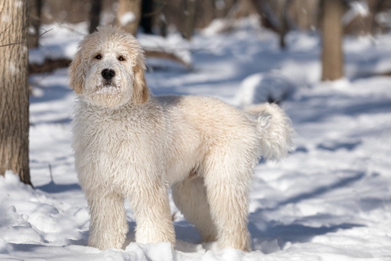 Собака Goldendoodle стоит в заснеженном лесу