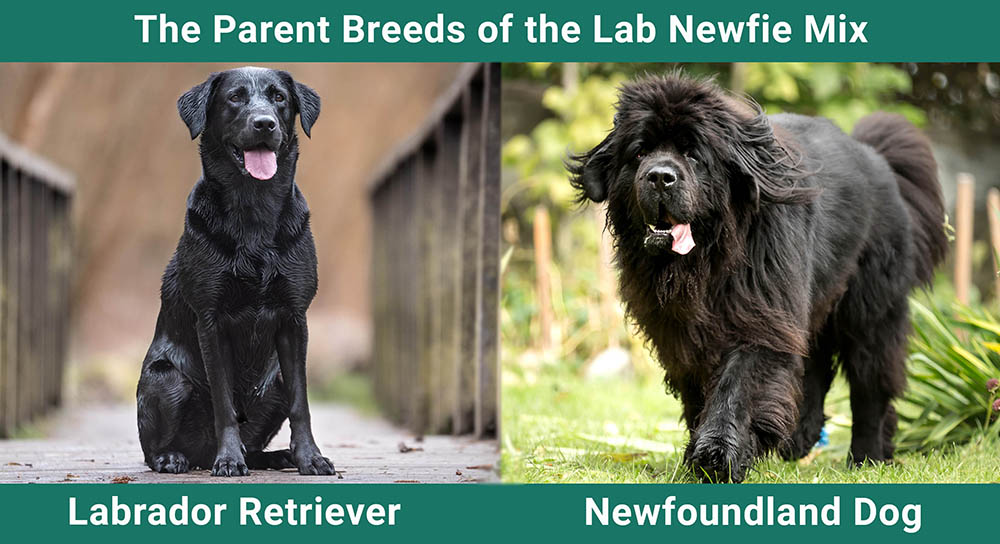 Родительские породы Lab Newfie Mix