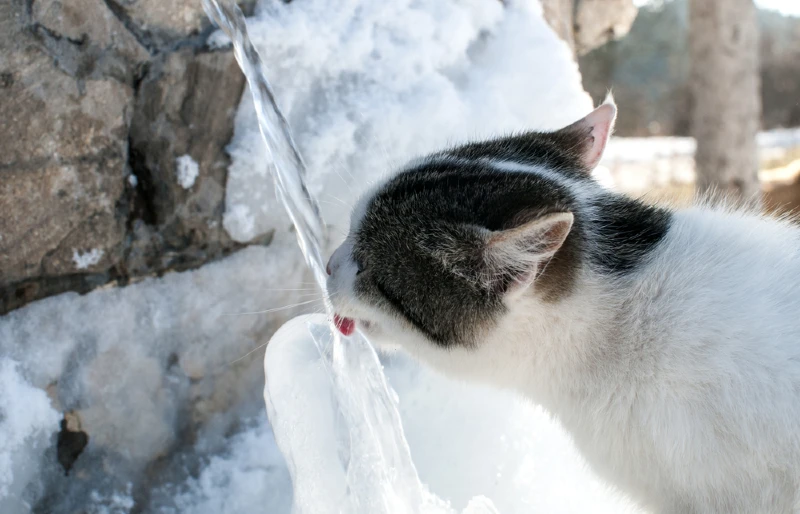 Кот пьет воду из ледяного каменного фонтана