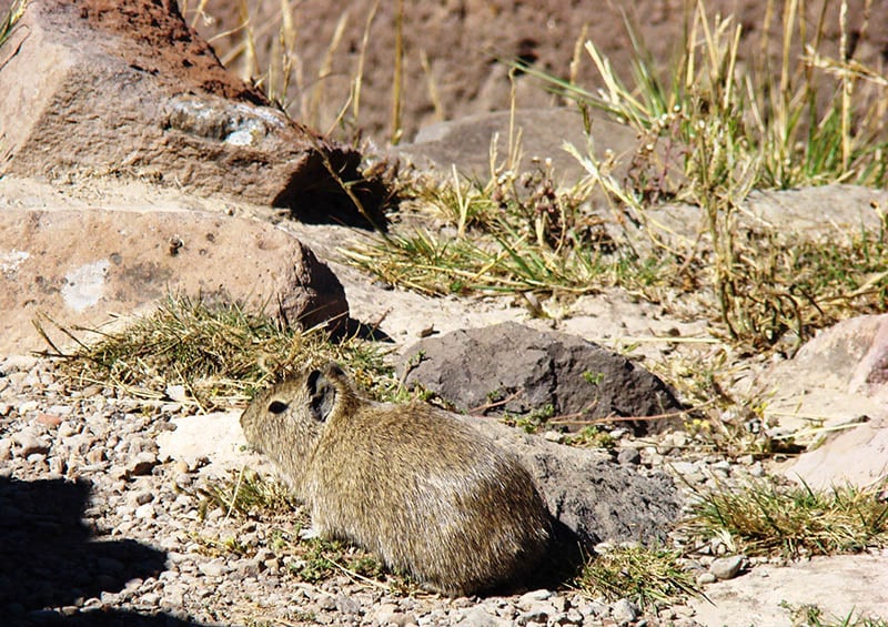 Морская свинка горная (Cavia tschudii)