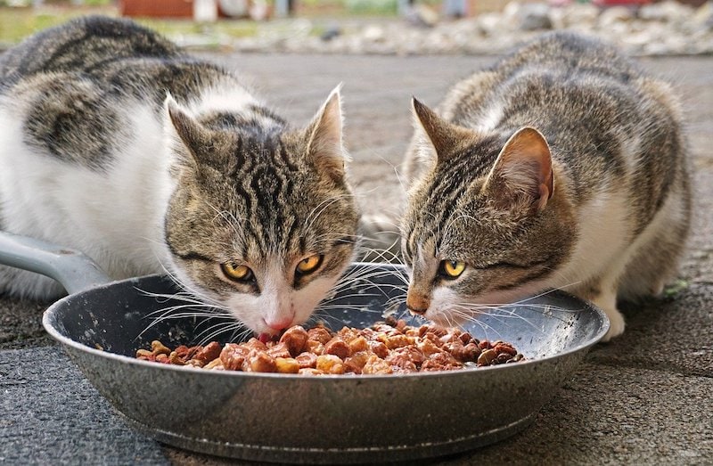 Домашний корм для кошек со свининой и картофелем, который едят кошки