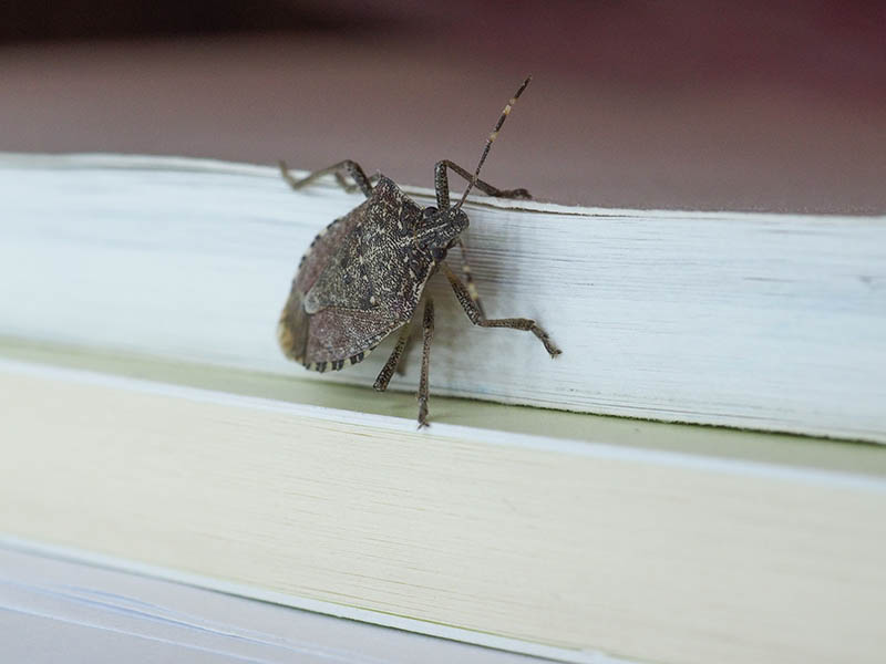 Коричневый мраморный клоп-вонючка (Halyomorpha halys) насекомое животное