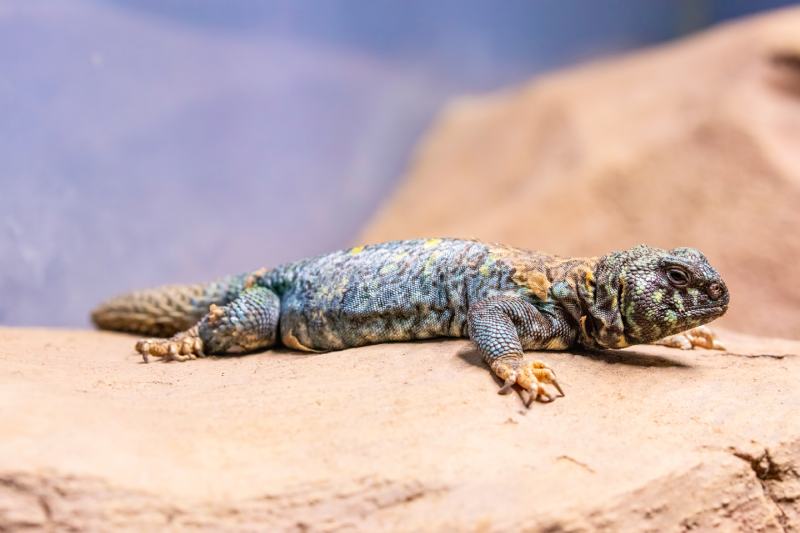 витиеватая ящерица (Uromastyx ornata)