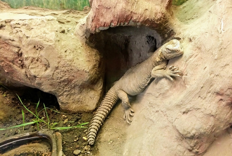 uromastyx aegyptia в террариуме