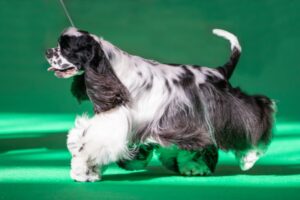 Read more about the article Выставка собак Crufts 2023: факты, история и часто задаваемые вопросы