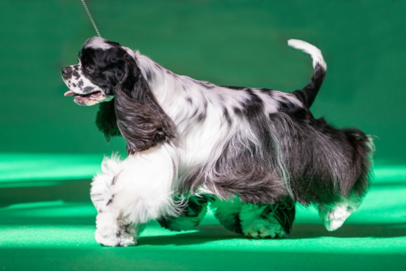 You are currently viewing Выставка собак Crufts 2023: факты, история и часто задаваемые вопросы