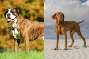 Read more about the article Boxer Vizsla Mix: руководство по уходу, фотографии, темперамент и многое другое