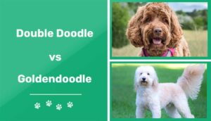 Read more about the article Double Doodle против Goldendoodle: различия (с изображениями)