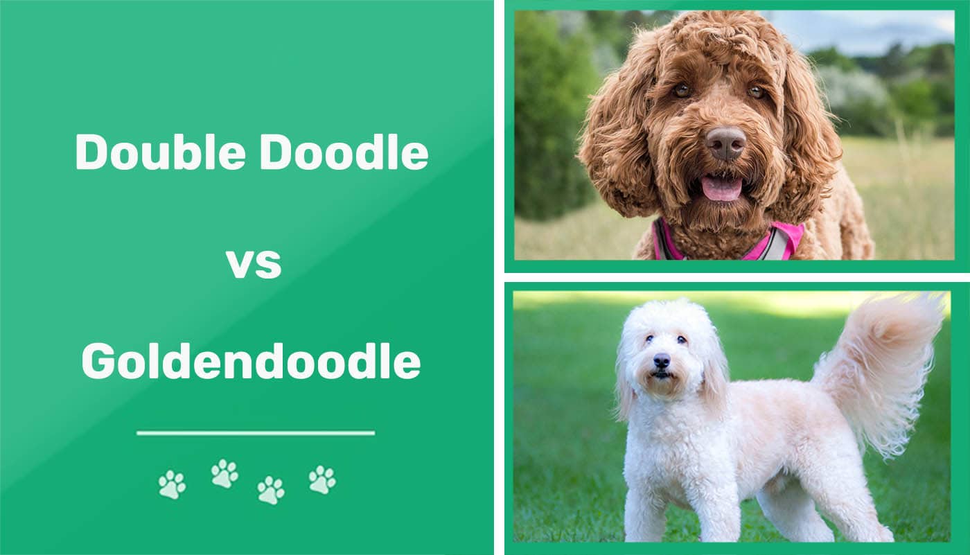 You are currently viewing Double Doodle против Goldendoodle: различия (с изображениями)