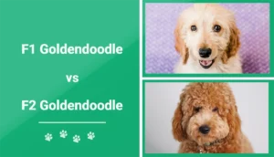 Read more about the article F1 против F2 Goldendoodle: различия (с изображениями)