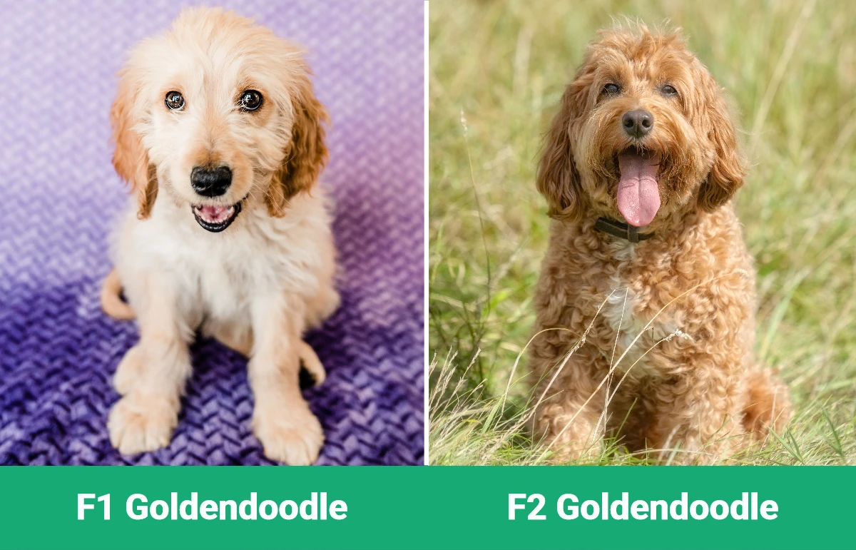 F1 против F2 Goldendoodle – визуальные различия