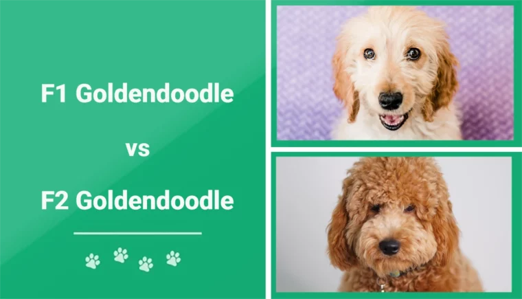 F1 против F2 Goldendoodle — Избранное изображение