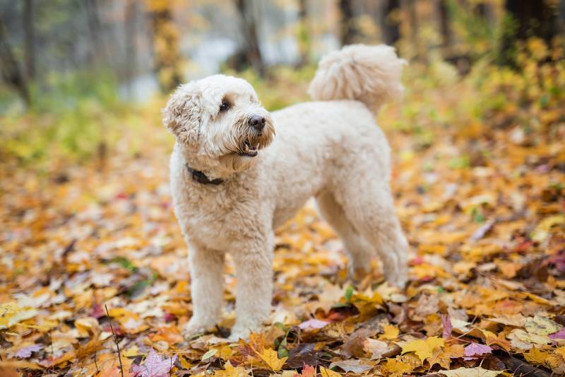 Счастливая собака Goldendoodle на улице в осенний сезон