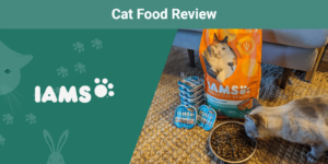 Read more about the article Обзор корма для кошек IAMS 2023: плюсы, минусы, вердикт и часто задаваемые вопросы