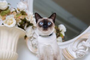 Read more about the article 165 самых популярных имен кошек-богинь: уникальные варианты для вашего котенка
