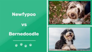 Read more about the article Newfiepoo против Bernedoodle: объяснение различий (с иллюстрациями)