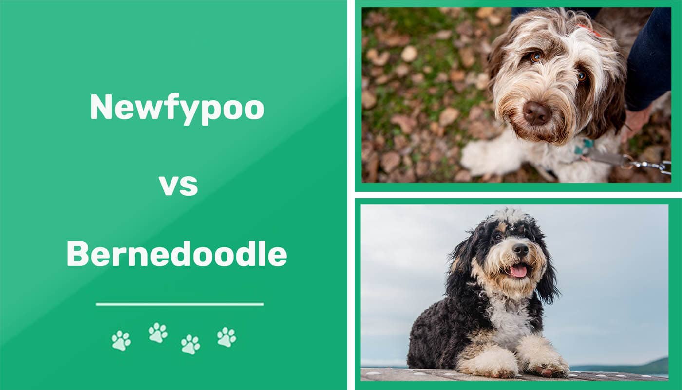 You are currently viewing Newfiepoo против Bernedoodle: объяснение различий (с иллюстрациями)