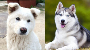 Read more about the article Jindo Husky Mix: фотографии, уход, информация и многое другое