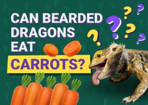 Read more about the article Могут ли бородатые драконы есть морковь?  Наш ветеринар объясняет