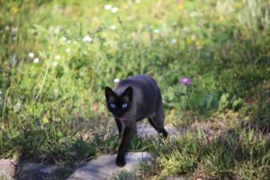 Read more about the article Черные сиамские кошки: существуют ли они?  Генетические факты и фотографии