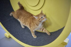 Read more about the article 9 колес для упражнений для кошек, которые можно сделать дома (с иллюстрациями)