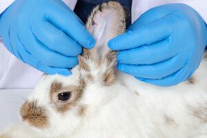 Read more about the article Как лечить ушного клеща кролика: 6 основных советов (ответ ветеринара)