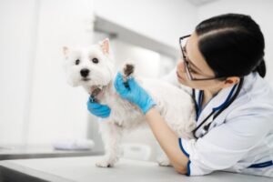 Read more about the article Пододерматит у собак: причины и лечение (ответ ветеринара)